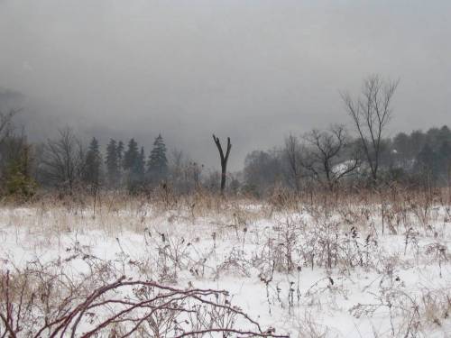 Halsey Valley