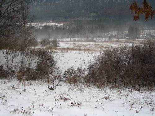 Halsey Valley